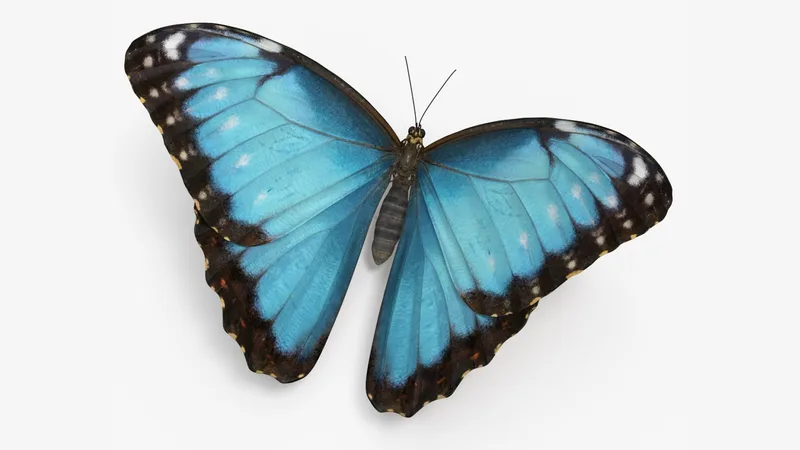 Morpho Peleides Butterfly Rigged for Cinema 4D 3D model preview