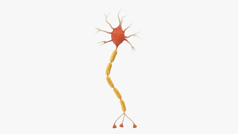 Neuron Nerve Cell Anatomy 3D model preview