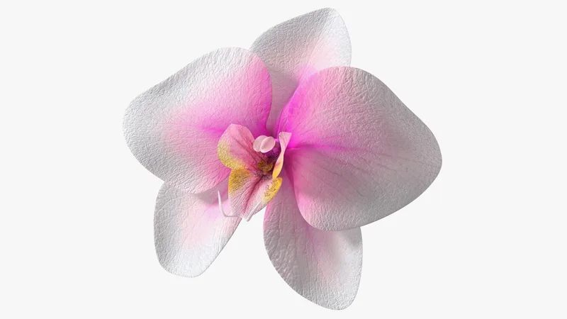 Orchid Flower 3D model preview