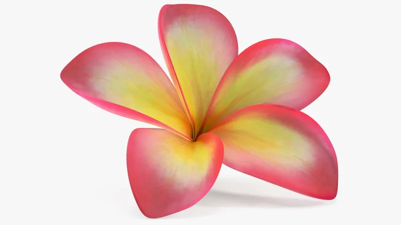Plumeria Exotic Flower 3D model preview