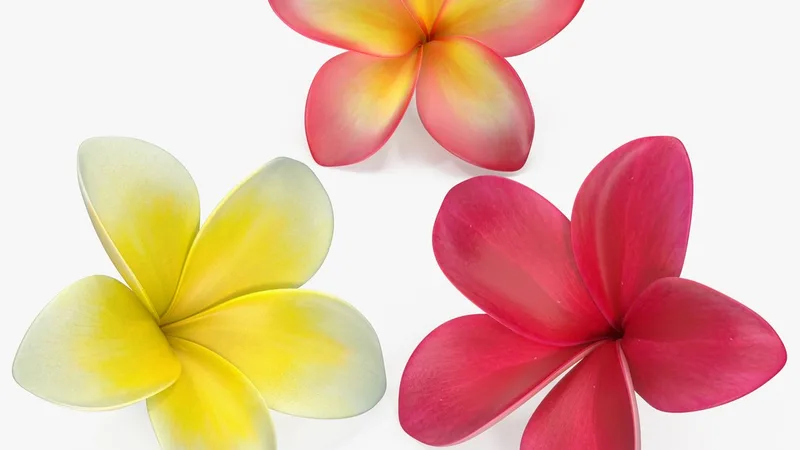 Plumeria Flower Collection 3D model preview