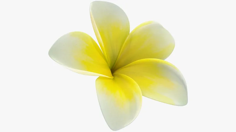 Plumeria Yellow Tropical Flower Hawaiian Lei 3D model preview