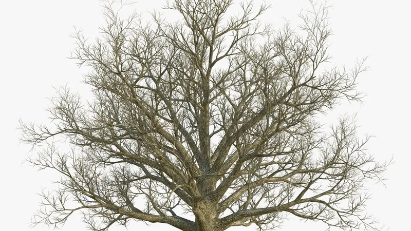 Red Oak Old Tree Winter 3D model preview