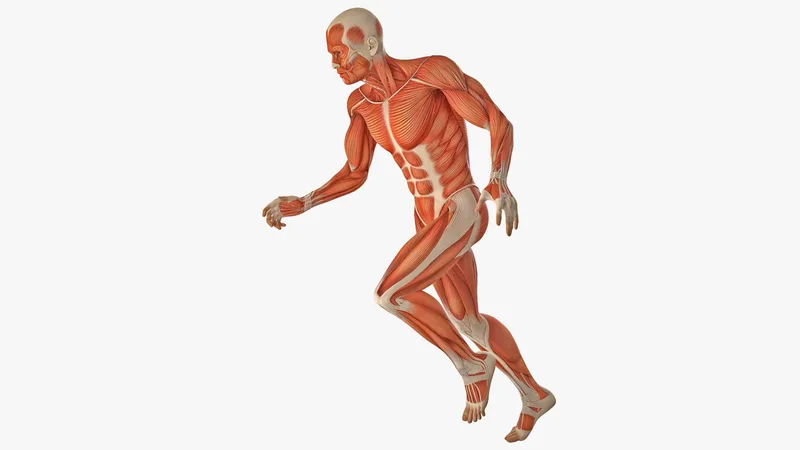 Running Man Muscles Anatomy System 3D model preview