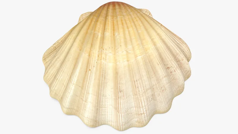 Sea Shell 2 3D model preview