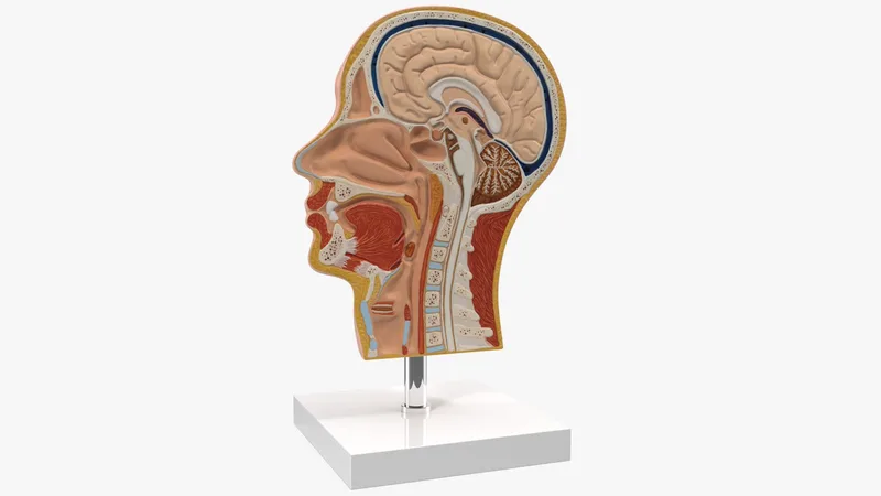Section Of Human Head Anatomy Model 3D model preview
