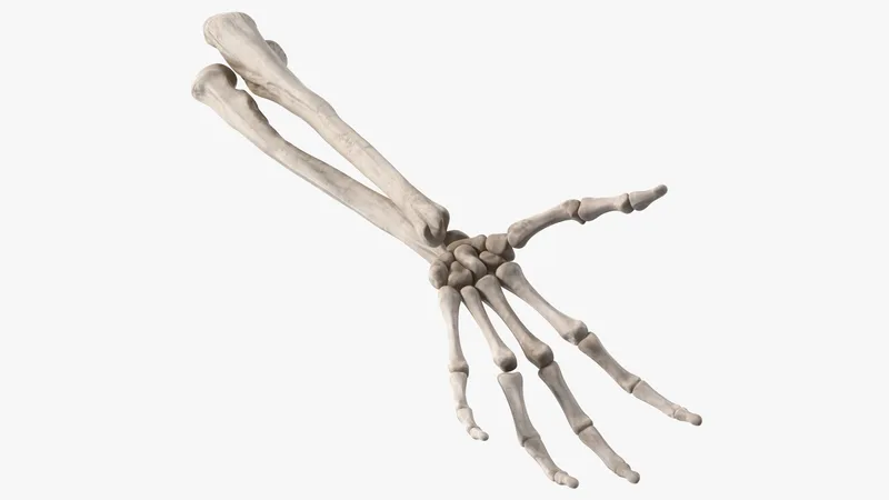 Skeleton Arm 3D model preview