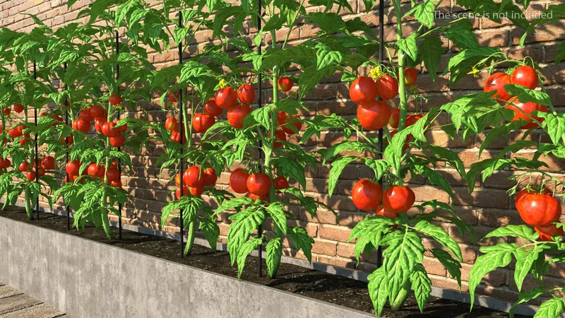 Tomatoes Fruits and Flowers 3D model preview