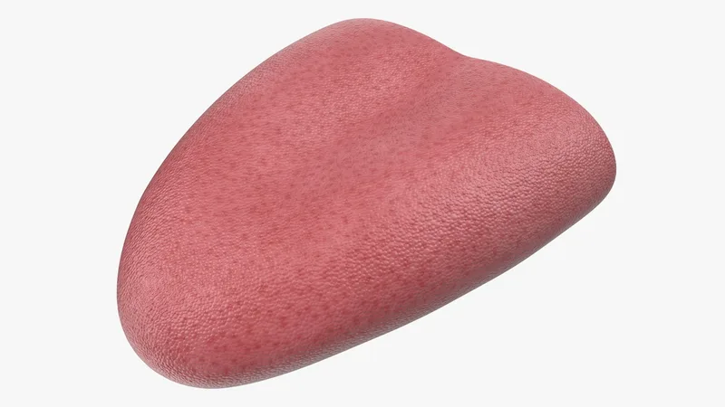 Tongue Medical Model 3D model preview