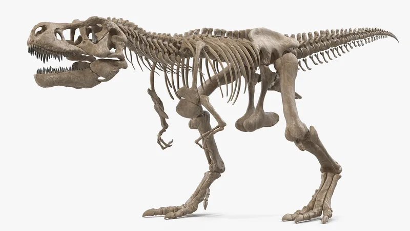 Tyrannosaurus Rex Skeleton Fossil Walking Pose 3D model preview
