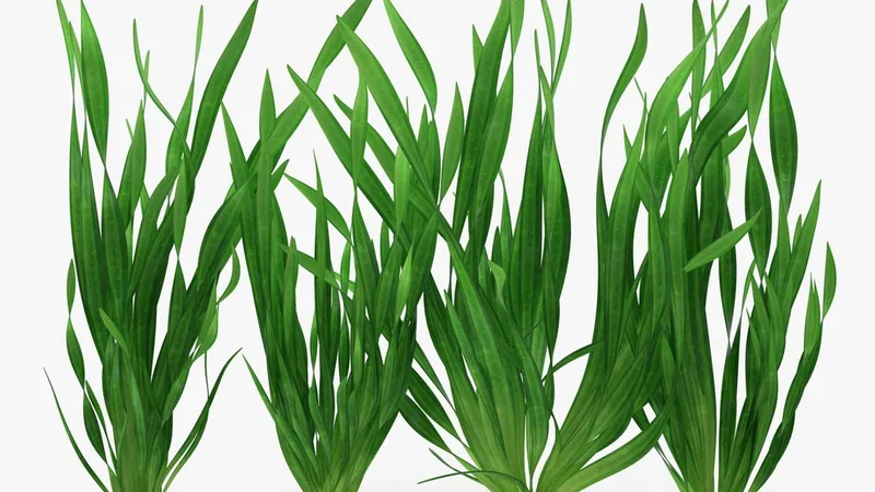 Vallisneria Spiralis Background Aquarium Plants Set 3D model preview