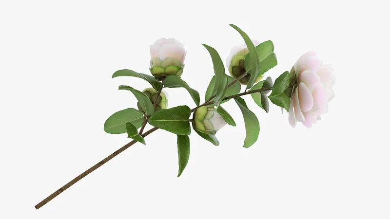 White Camellia Flower 3D model preview