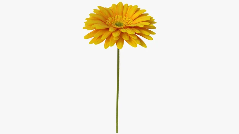 Yellow Gerbera Flower 3D model preview