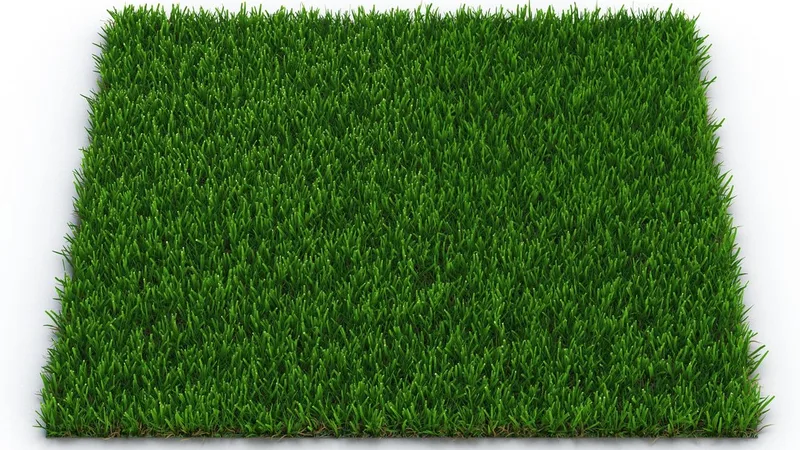 Zoysia Grass 3D model preview